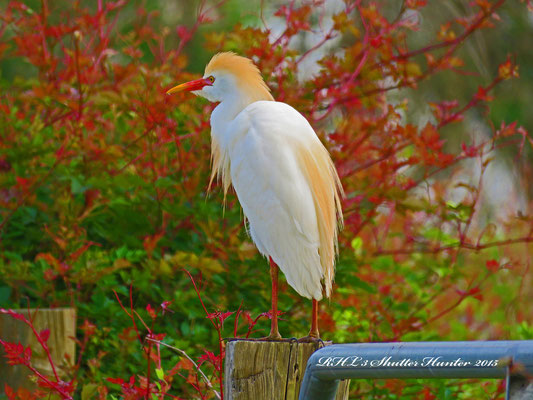 A GORGEOUS SHOT OF A CATTLE EGRET AMONG SOME DEWBERRY VINES.