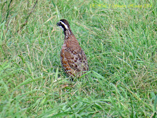 BOB WHITE QUAIL