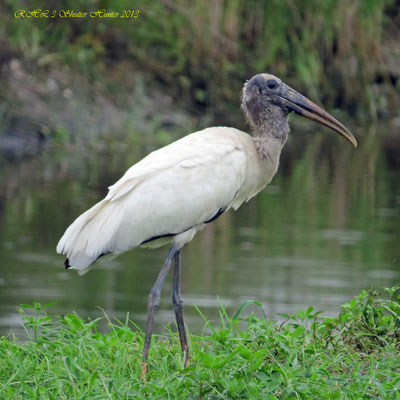 WOOD STORK