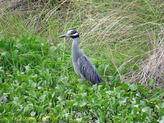 YELLOW-CROWNED NIGHT-HERON