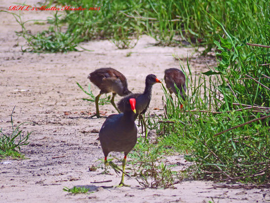 COMMON MOORHENS WITH THEIR BABIES ARE SEEN RUNNING ALL AROUND THIS SUMMER.