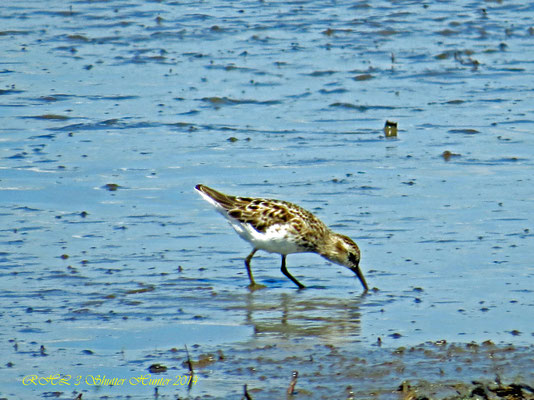 SANDERLING