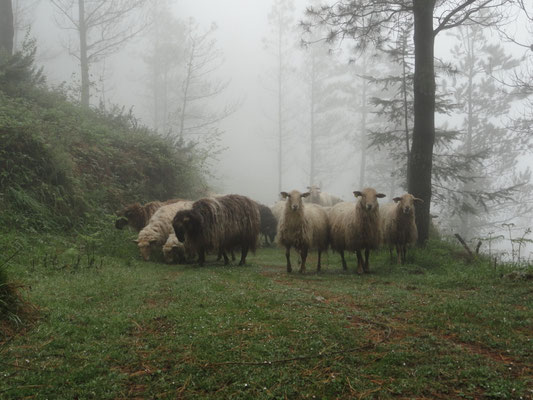 Azpeitia - Mendiguta