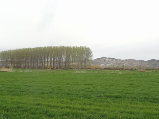 Torres de Berrellen