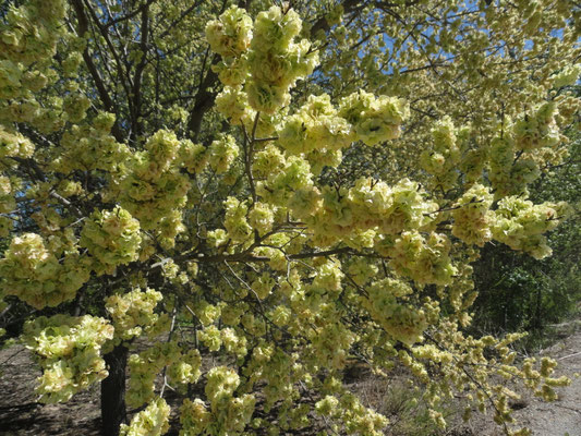 Alcarràs