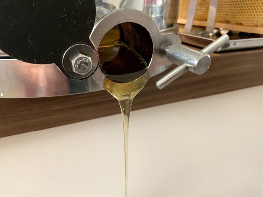 Frisch geschleuderter Honig