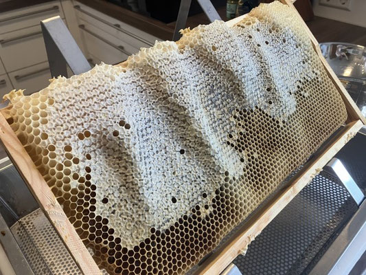 Bienen sind Künstler