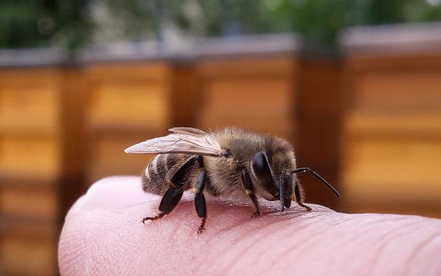Honigbiene auf Finger