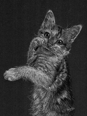Kleine kitten (Wit potlood, houtskool op zwart papier)
