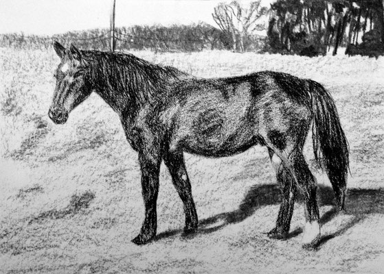 Paard in wei (houtskool en potlood op wit papier)