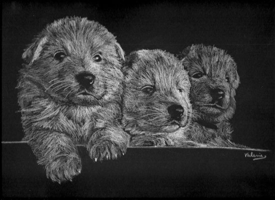 Drie pups (wit potlood op zwart papier)
