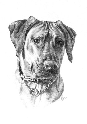 Hond met ketting (tekenpotlood en houtskool op wit papier)