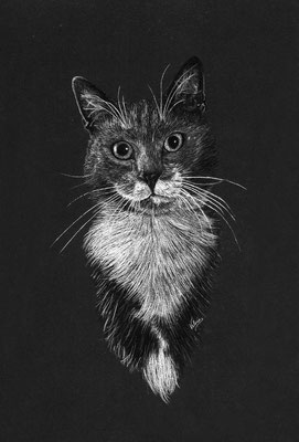 Kat met mustache (Wit potlood, houtskool op zwart papier)