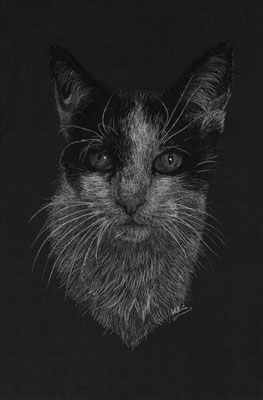 Zwart-witte kat (Wit potlood, houtskool op zwart papier)