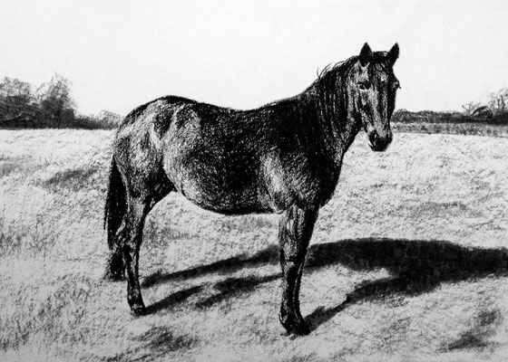 Paard in wei (houtskool en potlood op wit papier)