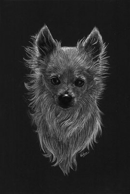 Chihuahua (Wit potlood, houtskool op zwart papier)