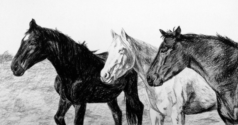 Paarden in wei (houtskool en potlood op wit papier)