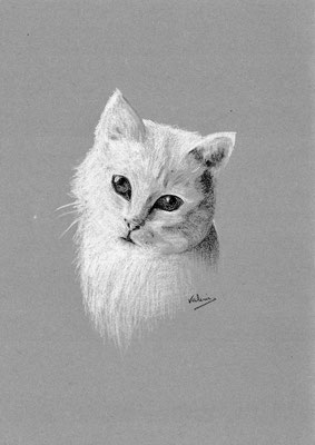Drieluik katten deel 2 (zwart/wit comptékrijt, houtskool op grijs papier)