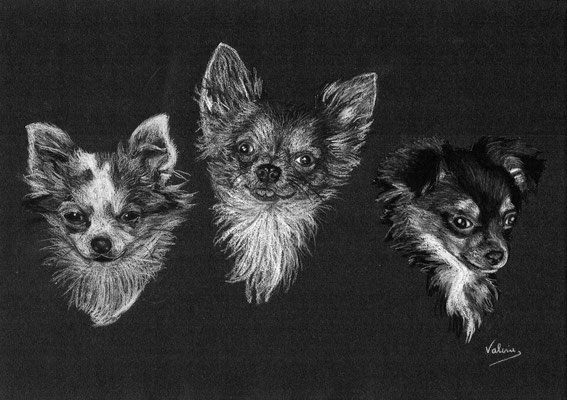 3 Chihuahua's (wit potlood, houtskool op zwart papier)