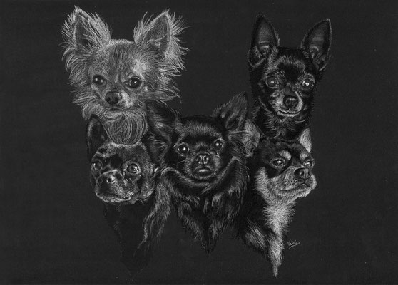 Chihuahua familie (houtskool en wit potlood op zwart papier)