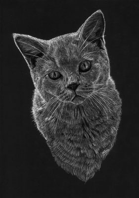 Grijze kat (Wit potlood, houtskool op zwart papier)