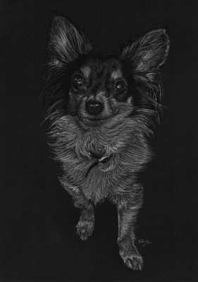 Chihuahua (houtskool en wit potlood op zwart papier)