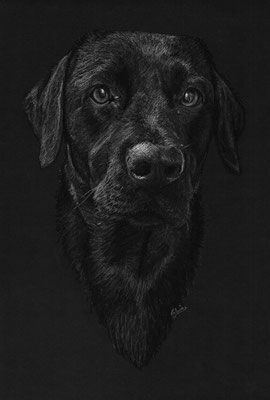 Labrador retriever (Wit potlood, houtskool op zwart papier)