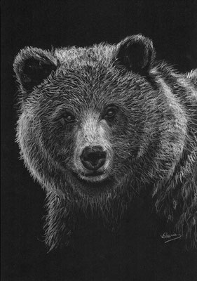 Grizzlybeer (wit potlood op zwart papier)