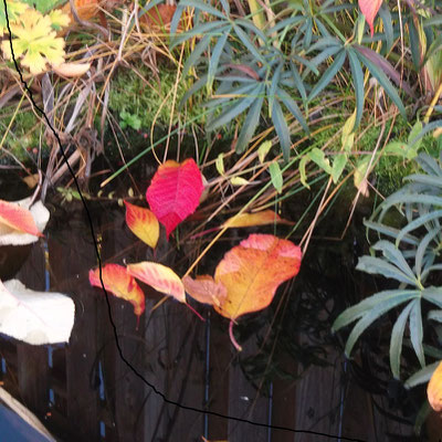 Blatt der Japankirsche mit seiner leuchtenden warmen Herbstfärbung