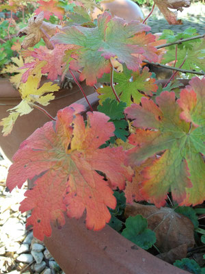 die Herbstfärbung des Strochenschnabel  dient als farbliche Vorlage zu einem Handgewebe