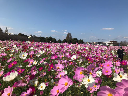 キリン花園コスモスフェスタ 甘木鉄道 情報ガイド のりたい甘鉄 甘木鉄道を育てる会