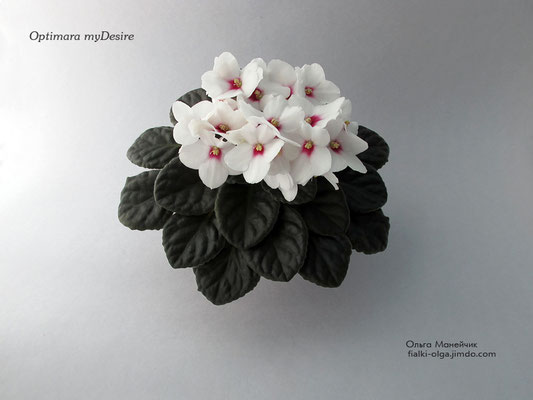 Island Coral (Sorano) - Колекція фіалок Ольги Манейчик