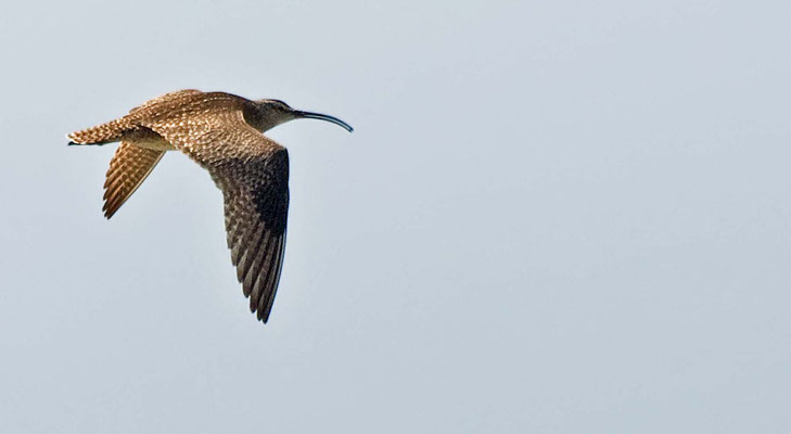 Regenbrachvogel, Guadalupe-Nipomo Dunes (Oso Flaco Lake), California