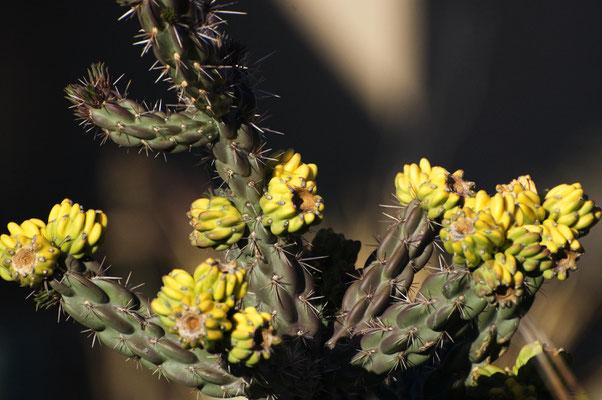 Carlsbad Caverns National Park