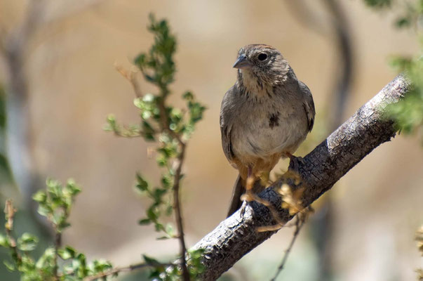 Braunrücken-Grundammer, Oliver Lee Memorial State Park, New Mexico