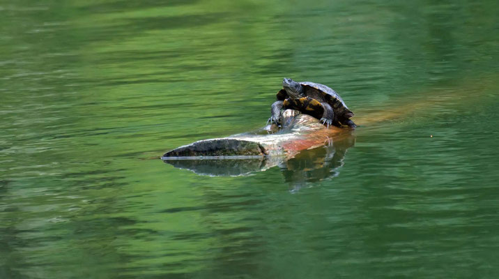 Schmuckschildkröte, Golden Gate Park (Stow Lake), San Francisco