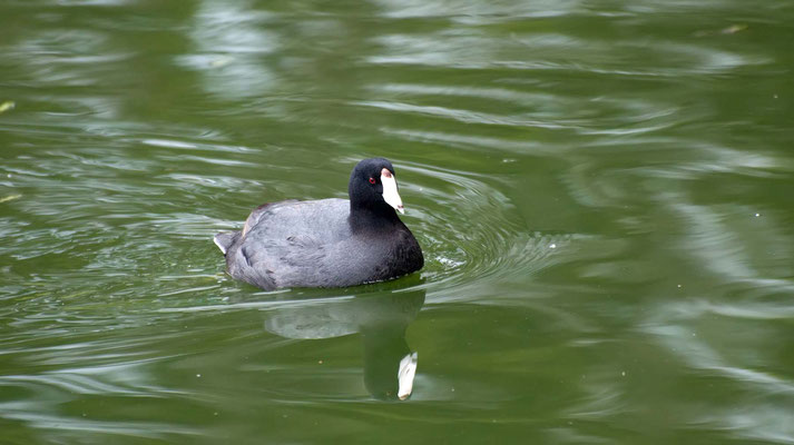 Amerikanisches Blässhuhn, Golden Gate Park (Stow Lake), San Francisco