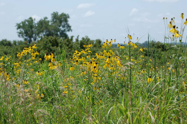 Prärie-Sonnenhut (Ratibida pinnata), Missouri Division of Tourism Rock Port Welcome Center