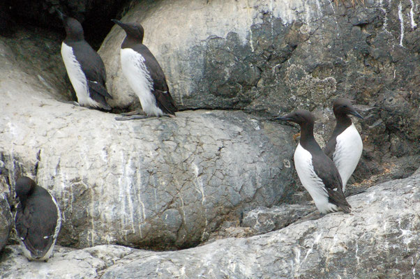 Thick-billed Murre