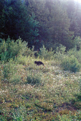 Schwarzbär am Yellowhead Hwy