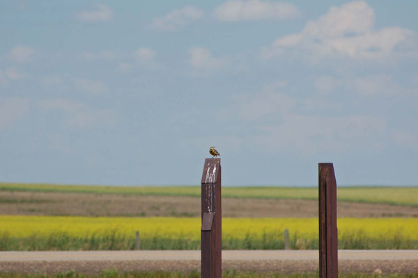 Westlicher Lerchenstärling, Michelsons' Marsh