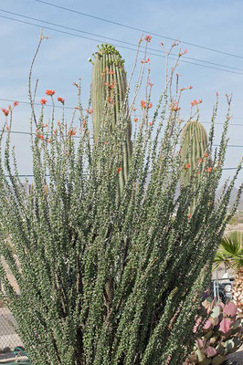 vorn Ocotillo, hinten Saguaro Kaktus, Tra-Tel RV Park, Tucson, Arizona