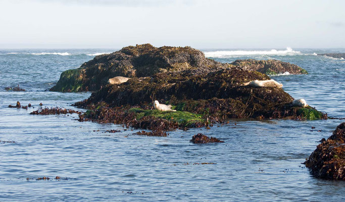 Seehunde, MacKerricher State Park, California