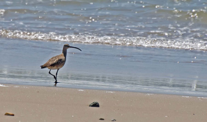 Regenbrachvogel, Guadalupe-Nipomo Dunes (Oso Flaco Lake), California