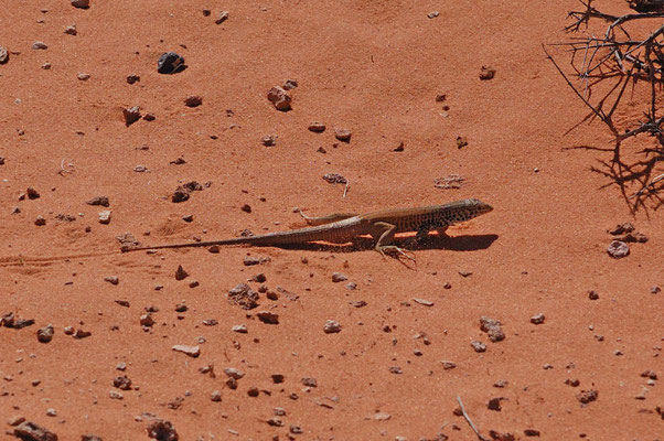 Schienenechse (Whiptail), Horseshoe Bend Observation Area