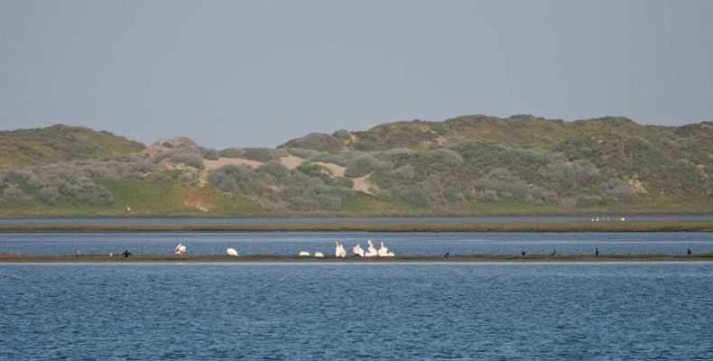 Weiße Pelikane, Morro Bay, California