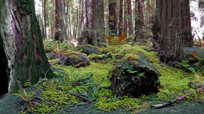 Founders Grove, Avenue of the Giants