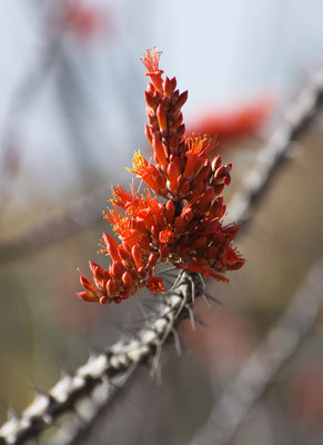 Ocotillo Büten, Rockhound State Park