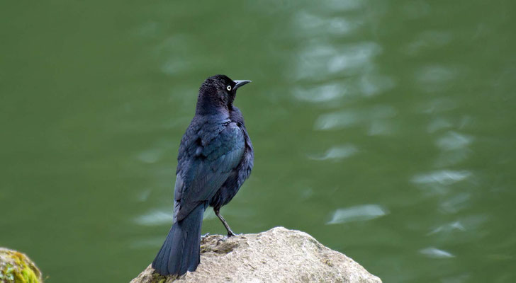 Purpurstaerling, Golden Gate Park (Stow Lake), San Francisco