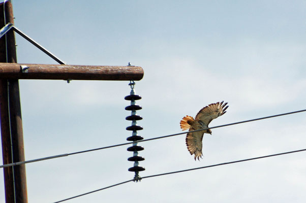 Rotschwanzbussard, bei einer Rast am Hwy beobachtet